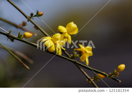 Yunnan winter jasmine flowers Yunnan winter jasmine flowers 125181354