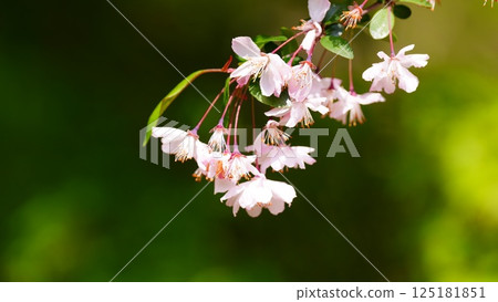 六義園內最後盛開的櫻花，綠葉絢爛 125181851