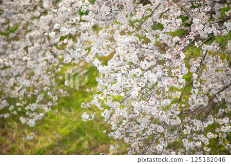 在盛開和藍天的櫻花 125182046