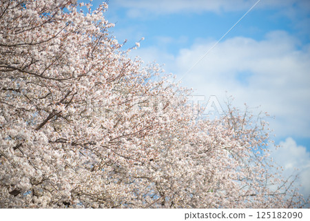 在盛開和藍天的櫻花 在盛開和藍天的櫻花 125182090