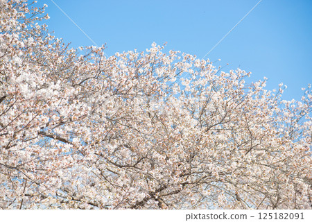 在盛開和藍天的櫻花 在盛開和藍天的櫻花 125182091