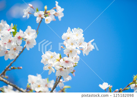 在盛開和藍天的櫻花 125182098