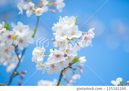 在盛開和藍天的櫻花 在盛開和藍天的櫻花 125182100