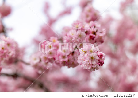 The Blossoming Cherry Flowers Presenting in Soft and Lovely Pink Hues of Springtime 125182227