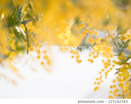 白色背景上美麗的含羞草花① 白色背景上美麗的含羞草花① 125182363