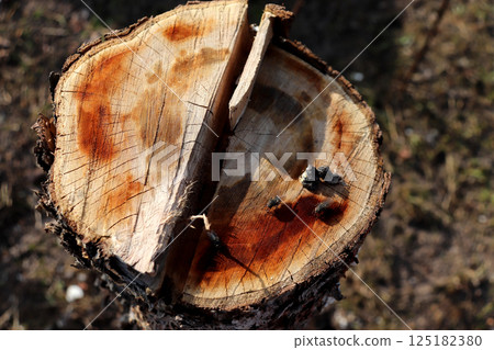 Stump of a cut apple tree in a garden with flies on the surface 125182380