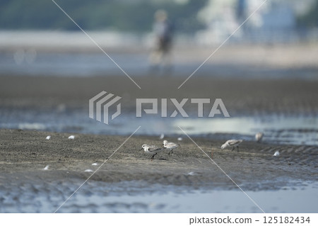 潮灘和磯鷸 125182434