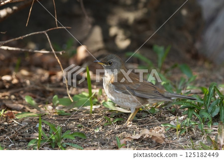 White-throated Sparrow in the Bush 125182449