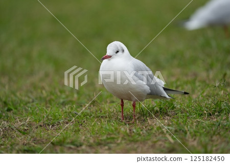 一隻黑頭鷗穿過草地 125182450