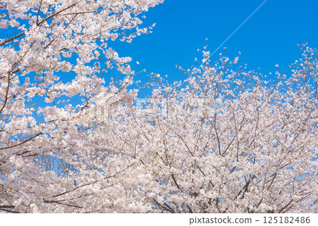 Cherry blossoms in full bloom and blue sky 125182486