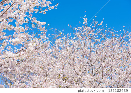 Cherry blossoms in full bloom and blue sky 125182489