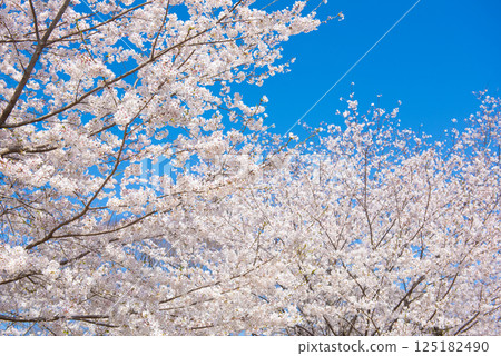 在盛開和藍天的櫻花 125182490