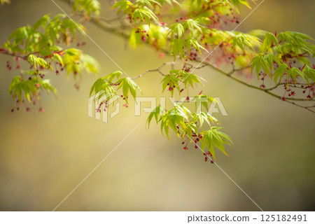 Fresh green maple leaves in early summer Fresh green maple leaves in early summer 125182491