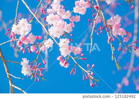 Cherry blossoms in full bloom and blue sky Cherry blossoms in full bloom and blue sky 125182492