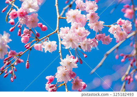 Cherry blossoms in full bloom and blue sky 125182493