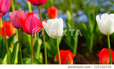 Hibiya Park 2025, soothed by red and white tulips 125182556