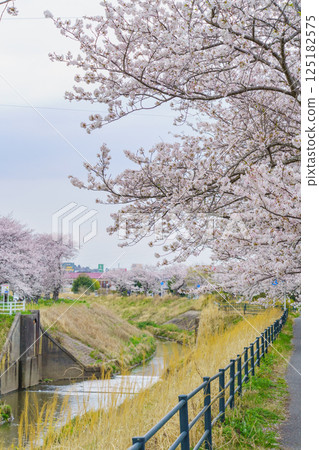 [Mobara City, Chiba Prefecture] Cherry blossoms blooming in spring and the Toyota River 125182575