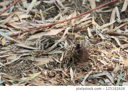 Bamboo shoots emerging from the ground 125182626