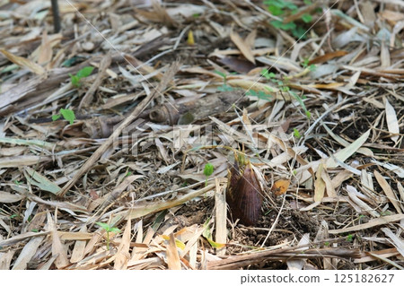 Bamboo shoots emerging from the ground 125182627
