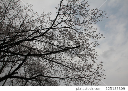 Cherry blossoms in full bloom Cherry blossoms in full bloom 125182809