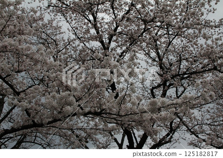 Cherry blossoms in full bloom 125182817