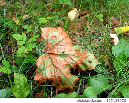 Autumn leaves on the ground Autumn leaves on the ground 125183078