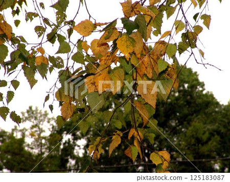 Autumn leaves on the trees close view background Autumn leaves on the trees close view background 125183087