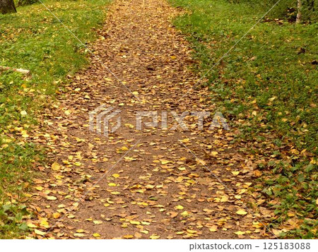 Autumn leaves on the ground Autumn leaves on the ground 125183088