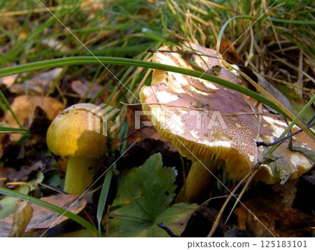 Forest mushroom close view background Forest mushroom close view background 125183101