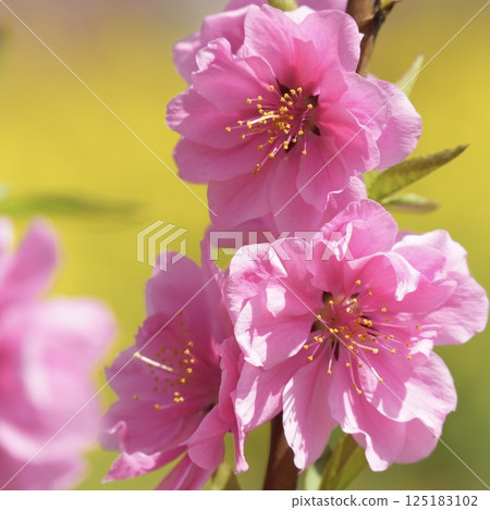 Cute pink peach blossoms, soft and gentle spring scenery 125183102