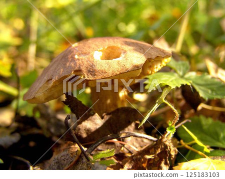 Forest mushroom close view background 125183103