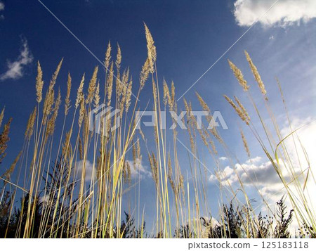 Plant branches over blue sky background 125183118