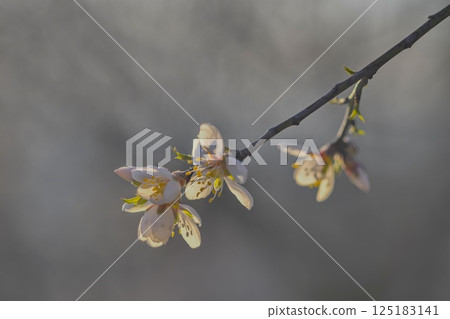 Blossoms on almond trees. Flowering almond trees in almond orchard. Concept of budding trees in spring. The concept of growing and orchard farming. Petals of flowers on almond trees at twilight Blossoms on almond trees. Flowering almond trees in almond orchard. Concept of budding trees in spring. The concept of growing and orchard farming. Petals of flowers on almond trees at twilight 125183141