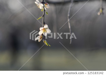 Blossoms on almond trees. Blooming almond trees in almond orchard. Concept of flowering trees in spring. The concepts of farming and planting. Close-up, macro image 125183142