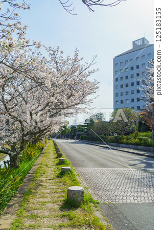 【千葉縣茂原市】茂原市政府與豐田川沿岸的櫻花樹 【千葉縣茂原市】茂原市政府與豐田川沿岸的櫻花樹 125183155