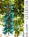 Honeysuckle 125183156