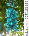 Honeysuckle 125183159