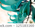 Honeysuckle 125183160