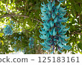 Honeysuckle 125183161