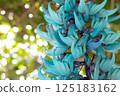 Honeysuckle 125183162