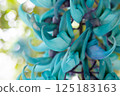 Honeysuckle 125183163