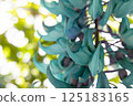Honeysuckle 125183165