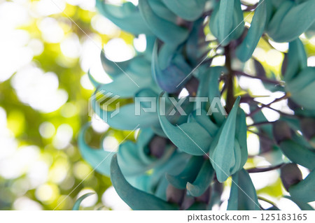Honeysuckle Honeysuckle 125183165