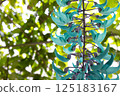 Honeysuckle 125183167