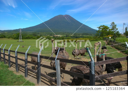 從鴕鳥養殖場看到的夏季羊蹄山 125183364
