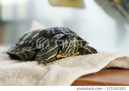 Turtle resting on a soft towel in a serene indoor environment during the day 125183381