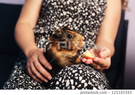 Guinea pig enjoys a snack while being held by its owner in a cozy indoor setting Guinea pig enjoys a snack while being held by its owner in a cozy indoor setting 125183383