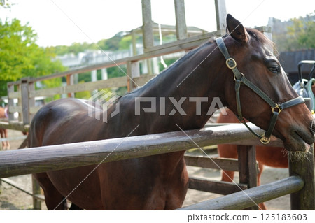 面向右的馬(美國迷你馬) 面向右的馬(美國迷你馬) 125183603