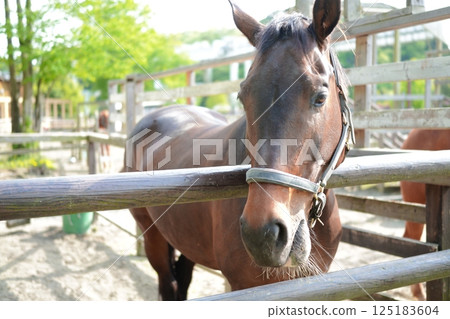 面向左邊的馬(美國迷你馬) 面向左邊的馬(美國迷你馬) 125183604