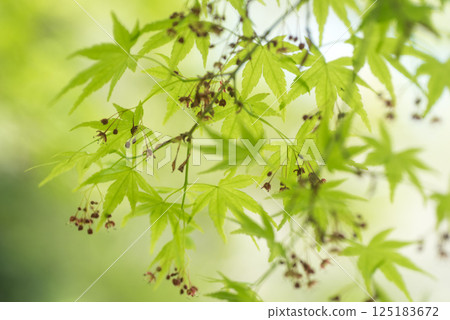 Fresh green eco Fresh green eco 125183672